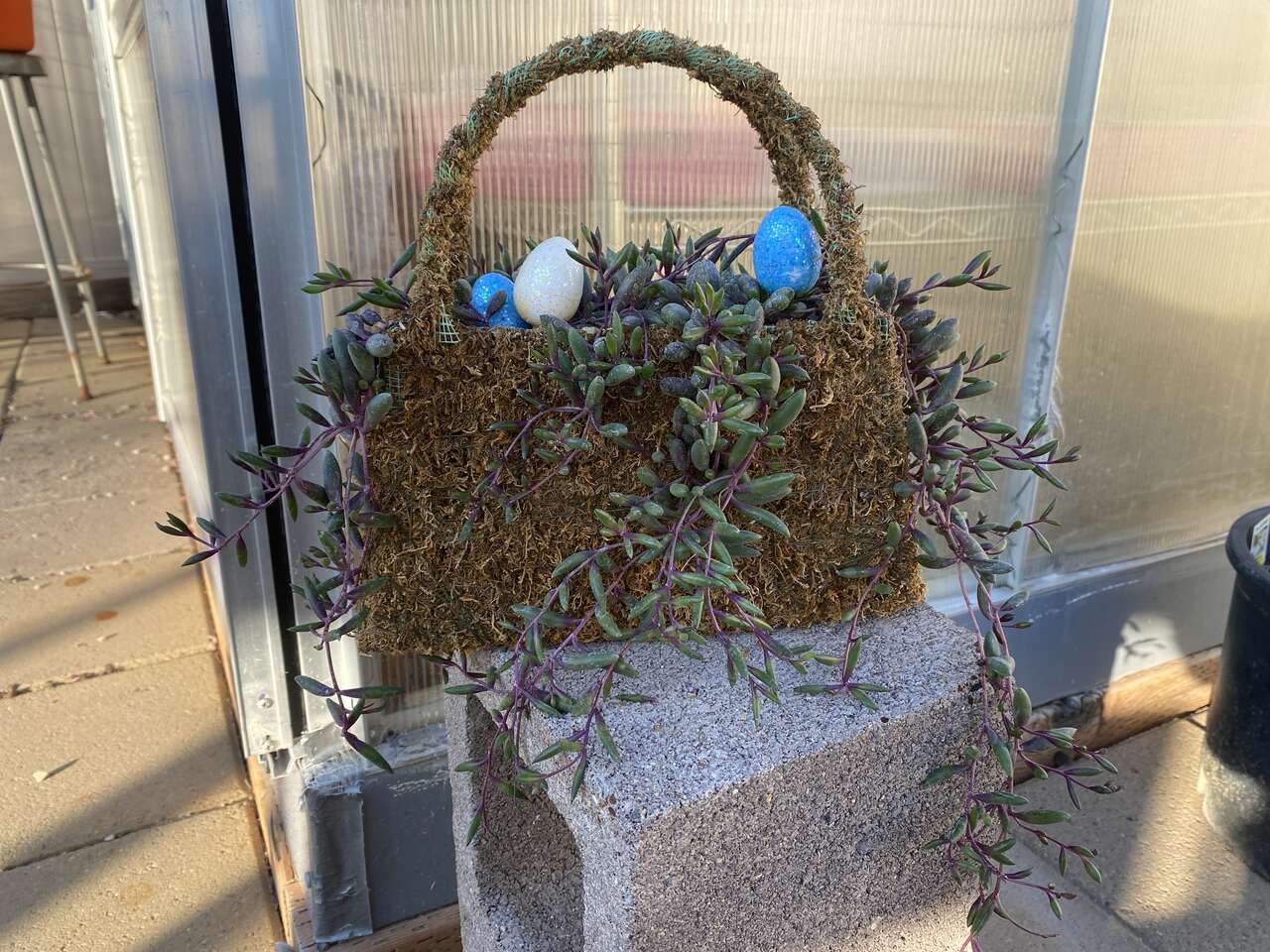 Real Succulents Ruby Necklace In Moss Bag Planter