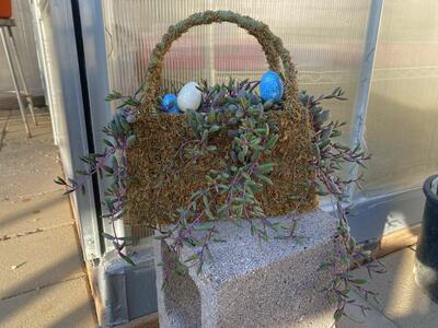 Real Succulents Ruby Necklace In Moss Bag Planter