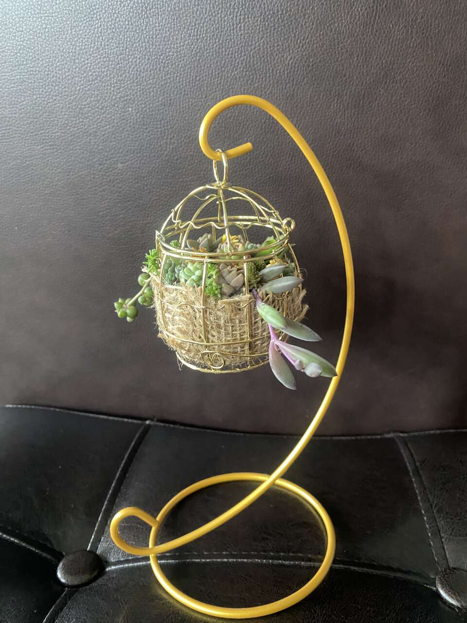 Real succulents mini bird cage with hanging