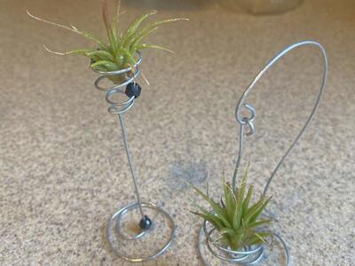 Air plant airplant with holder