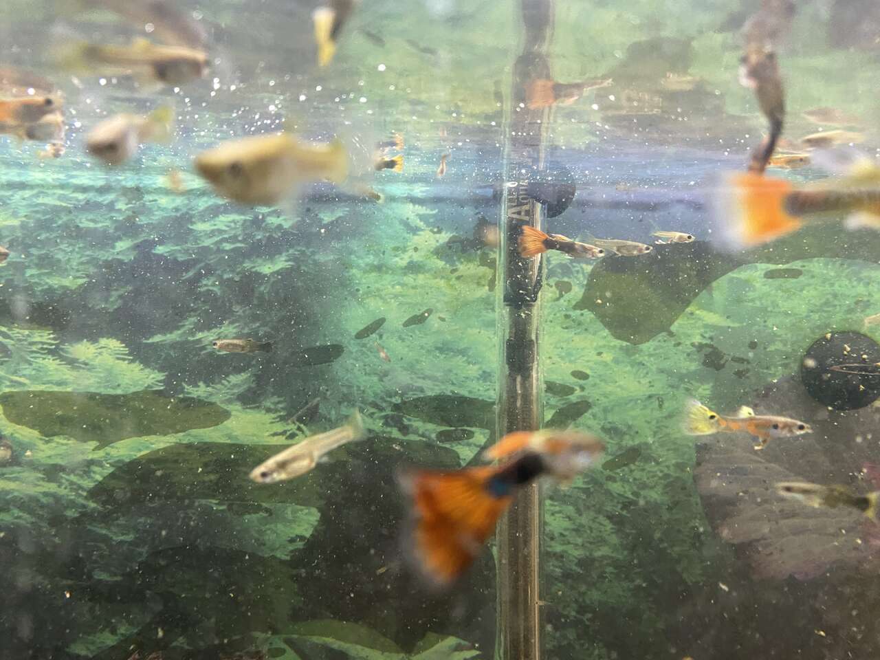 Fancy guppies 2 male, 2 female set
