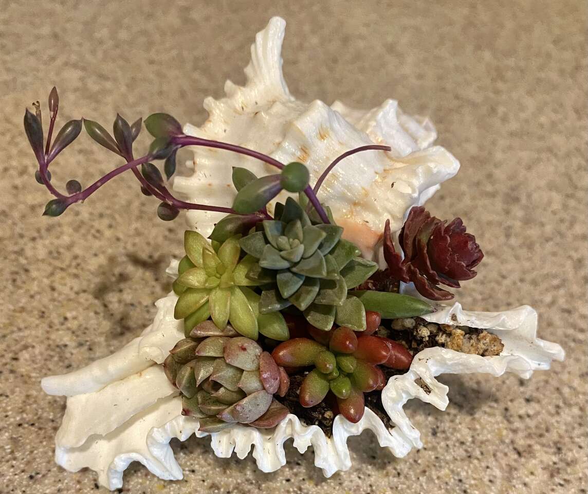 Real succulents in real shell