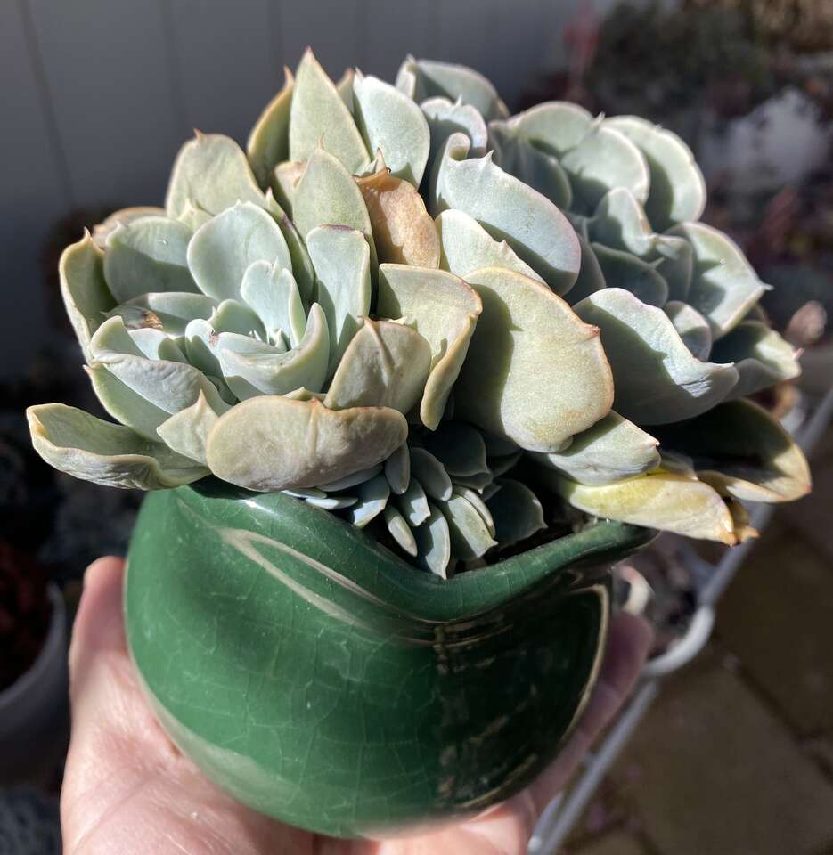 real succulent echeveria in breen tulip planter