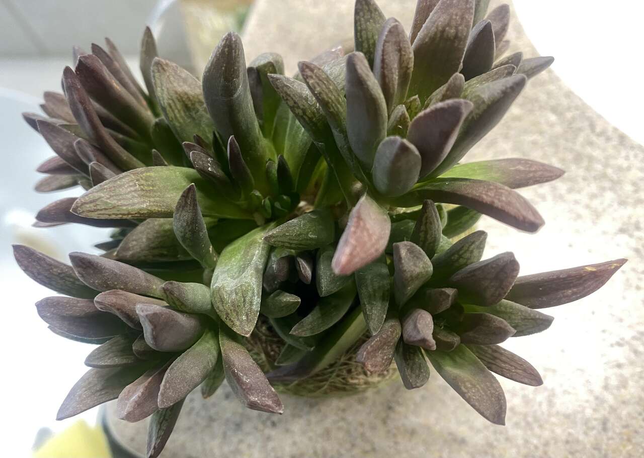 Real succulent Haworthia with lots of babies in moss ball