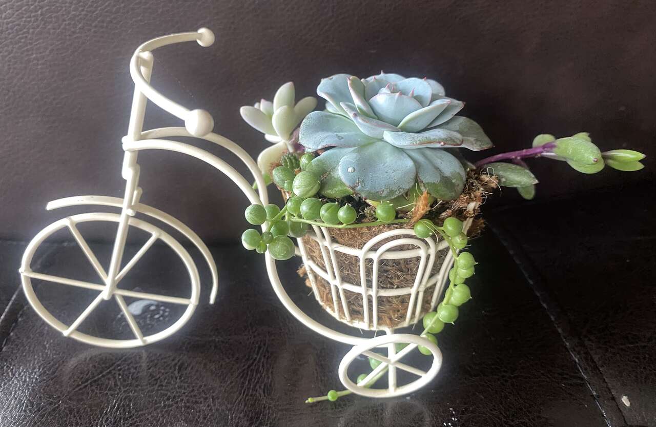 real succulents in mini bicycle