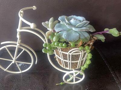 real succulents in mini bicycle
