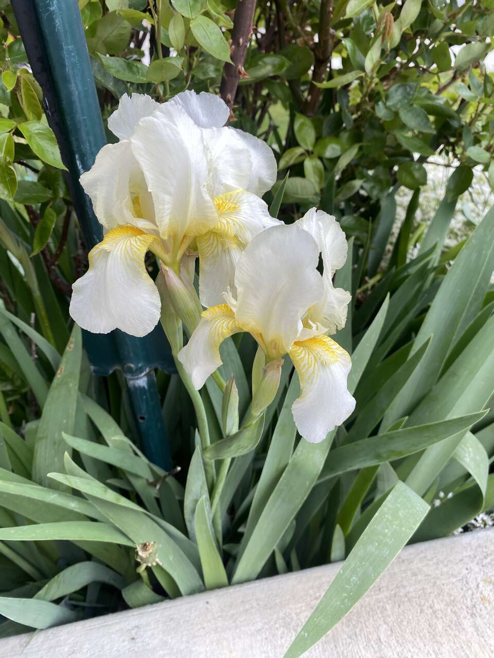 5 yellow iris rhizomes set