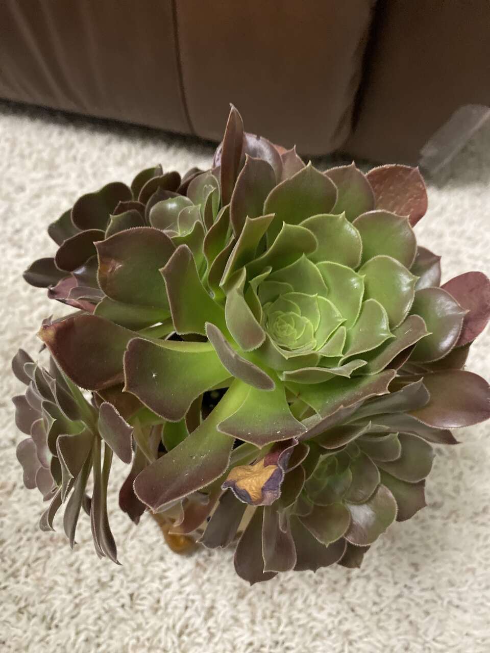 Real succulents Aeonium in monkey planter
