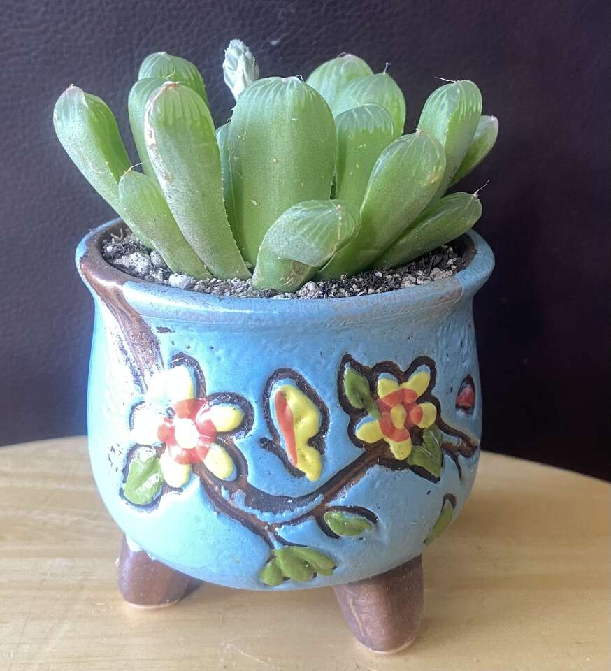 real succulent haworthia in korean planter