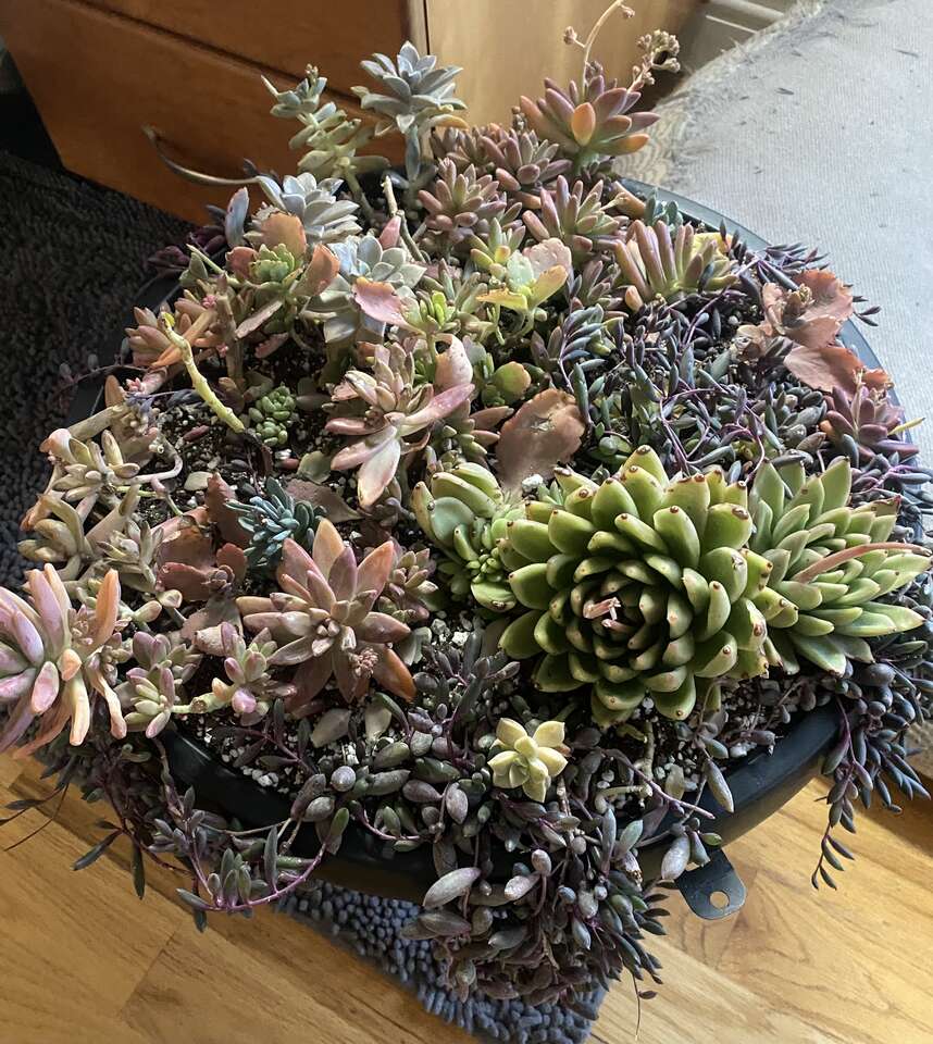 Large Succulent arrangement in urn planter