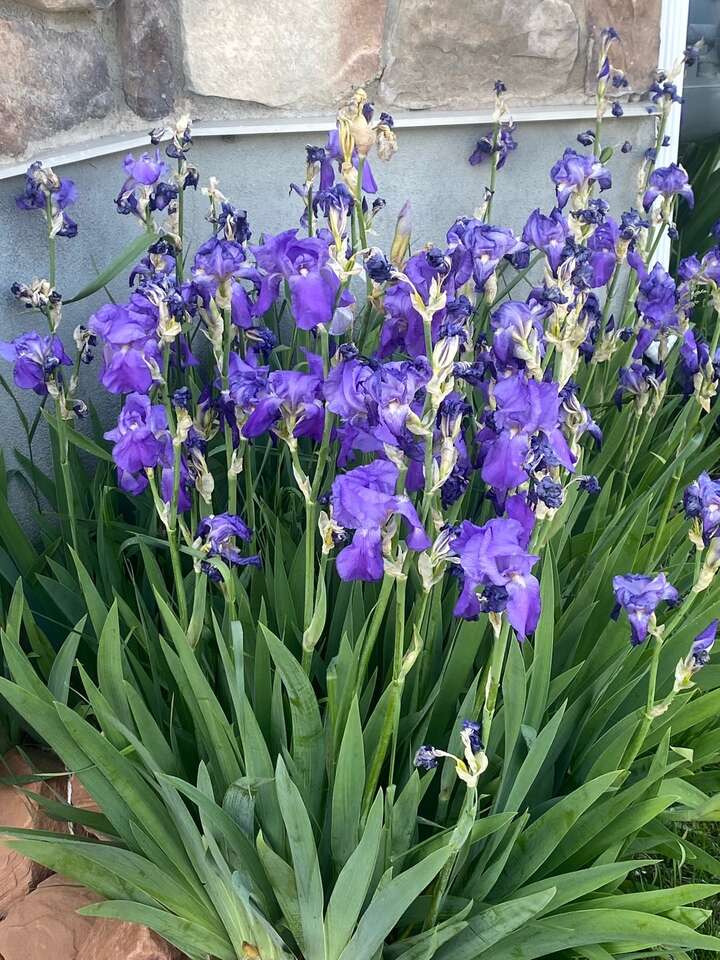 5 purple iris rhizomes set