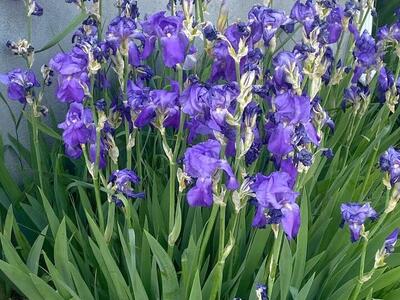 5 purple iris rhizomes set