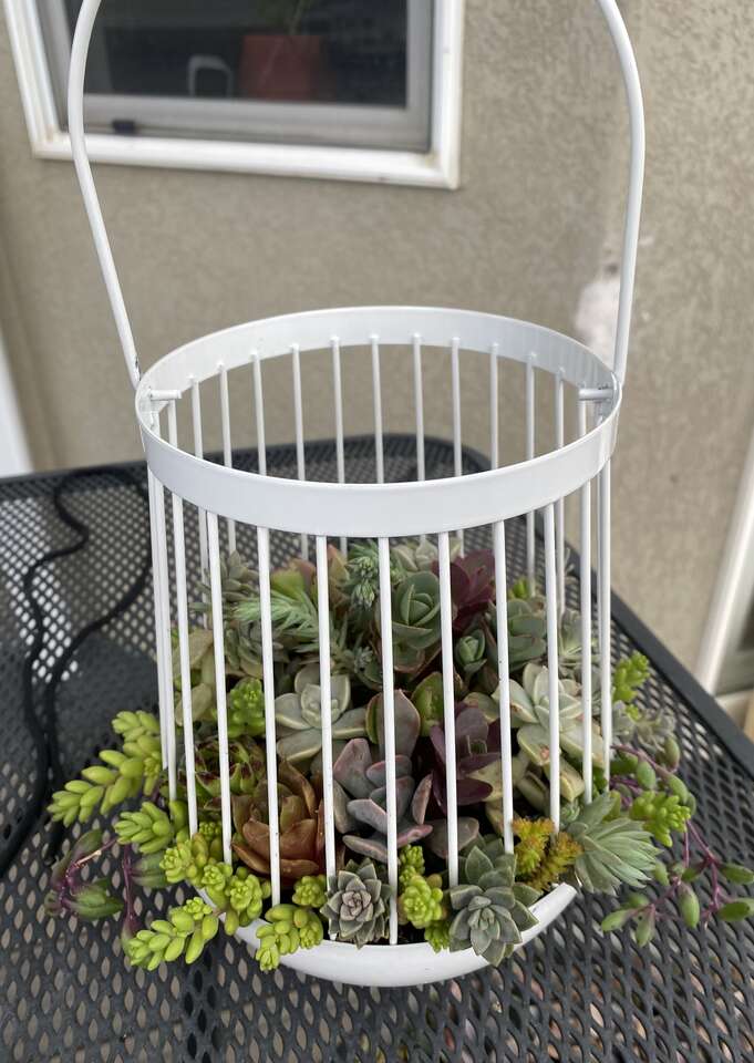 Real succulents arrangement in lantern hanging