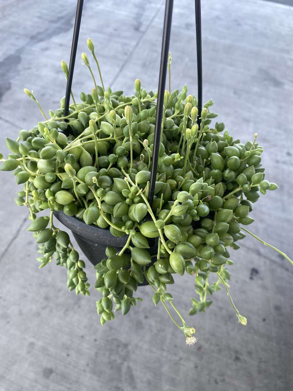 Real succulents string of pearls in hanging