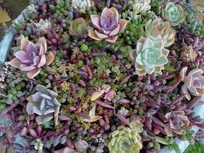 real succulents in large urn planter
