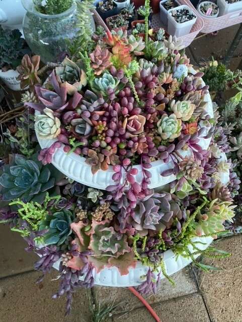 Real succulents in double layer planter