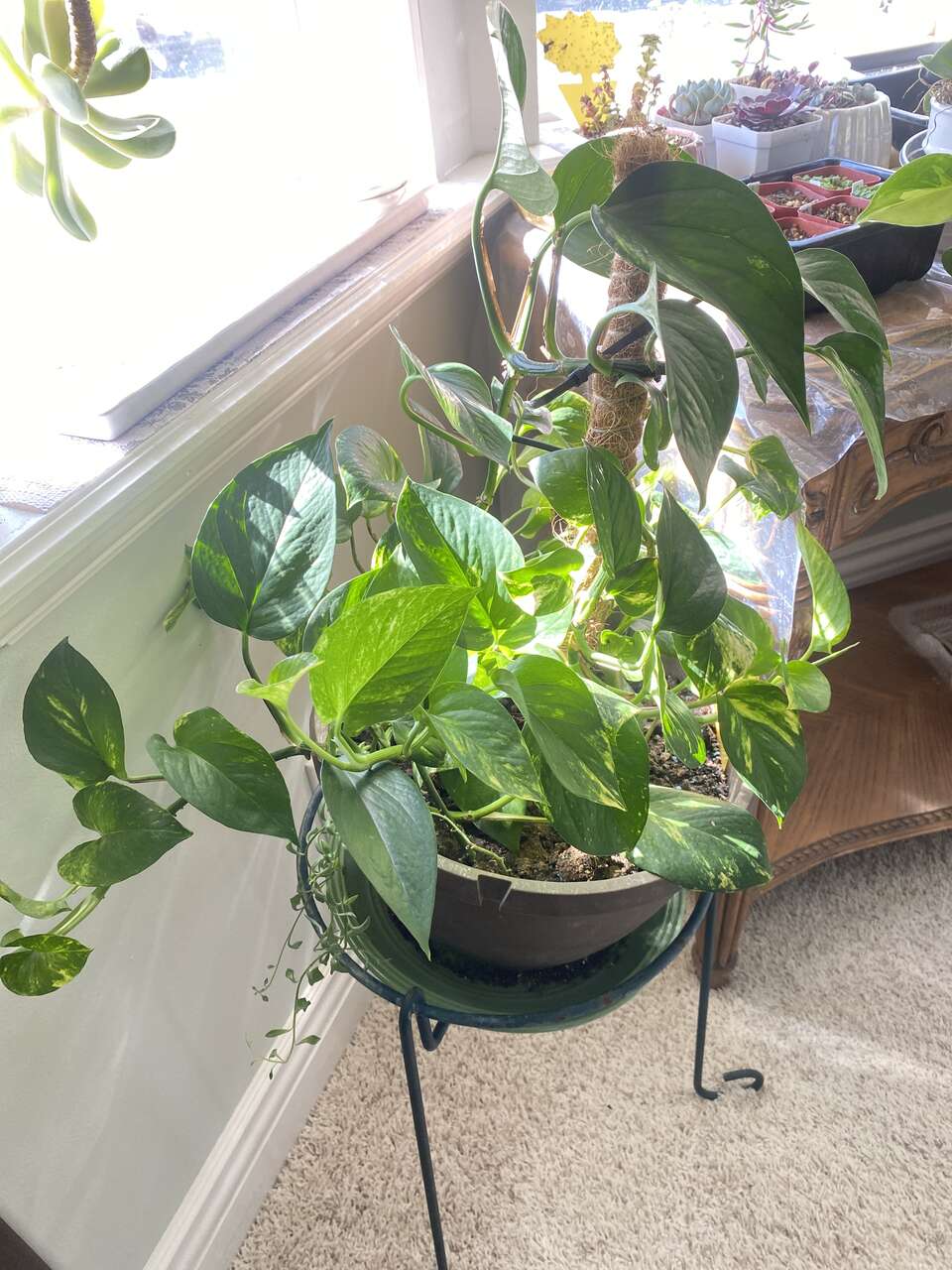 Houseplant Pothos