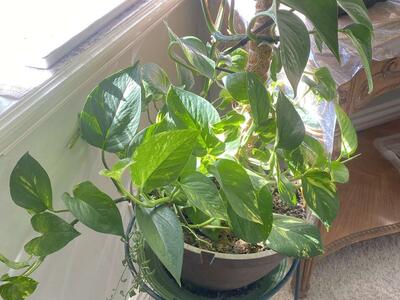 Houseplant Pothos