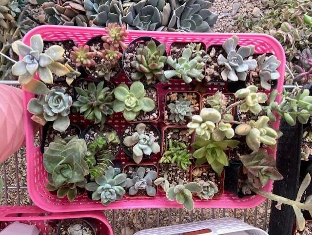 Real succulents in 2 inch