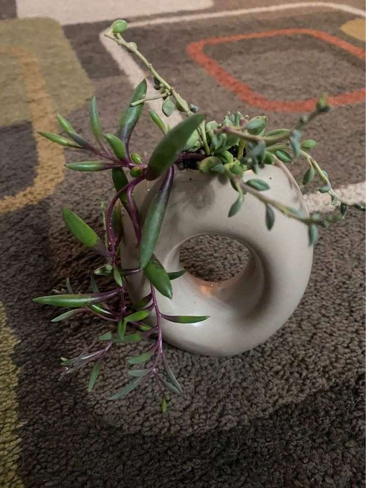 real succulent arrangement in oval planter