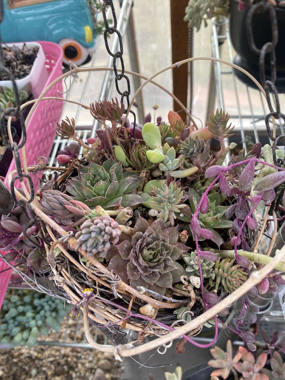 Real succulent arrangement in bird nest