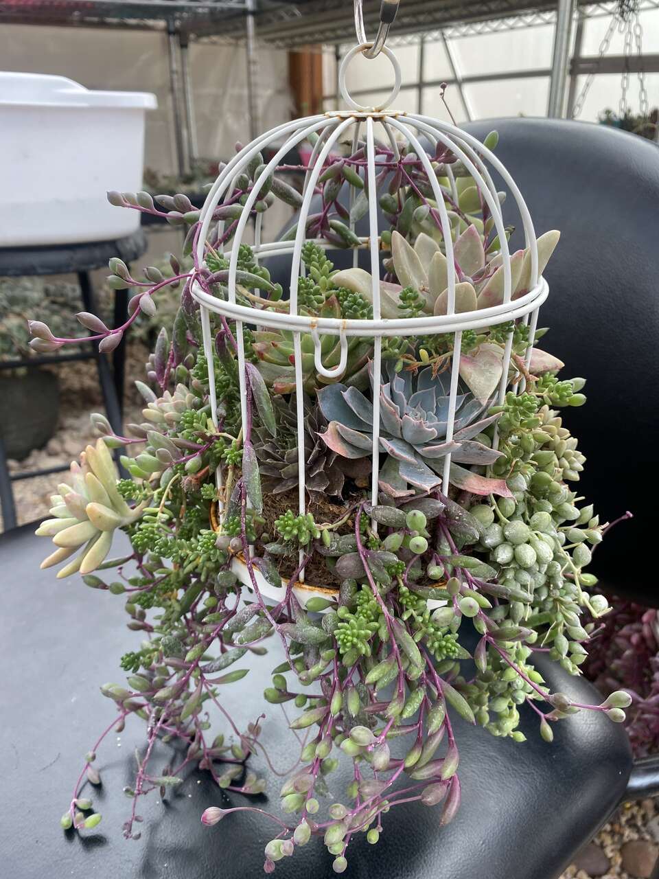 Real succulents in bird cage
