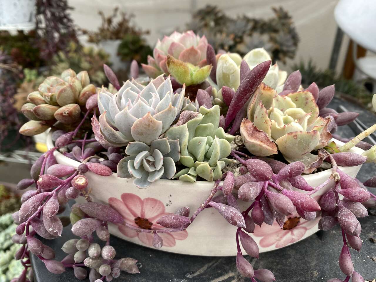 Korean imported Echeveria in heart planter