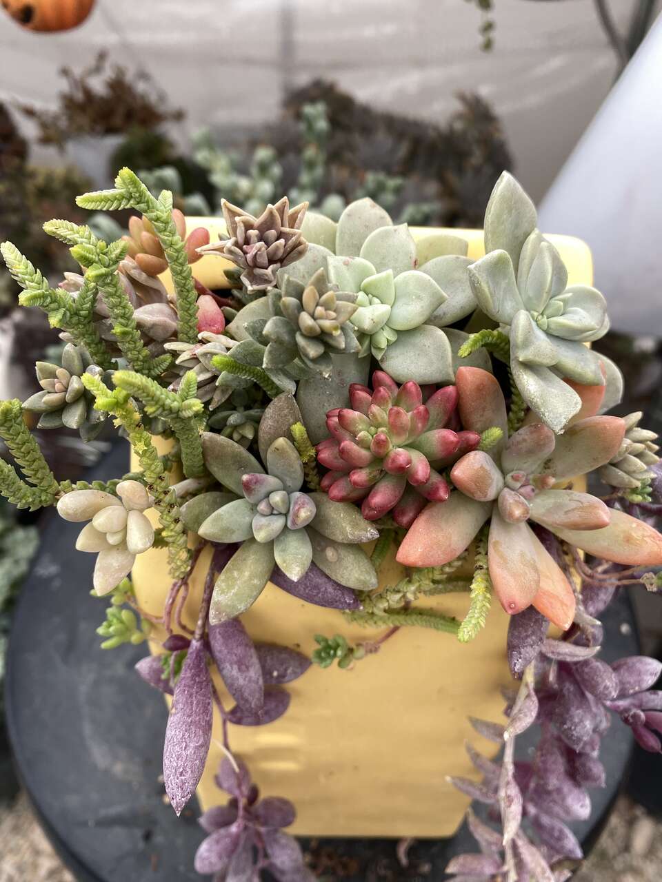 Real succulents in Rae Dunn house