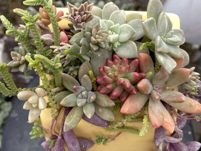 Real succulents in Rae Dunn house