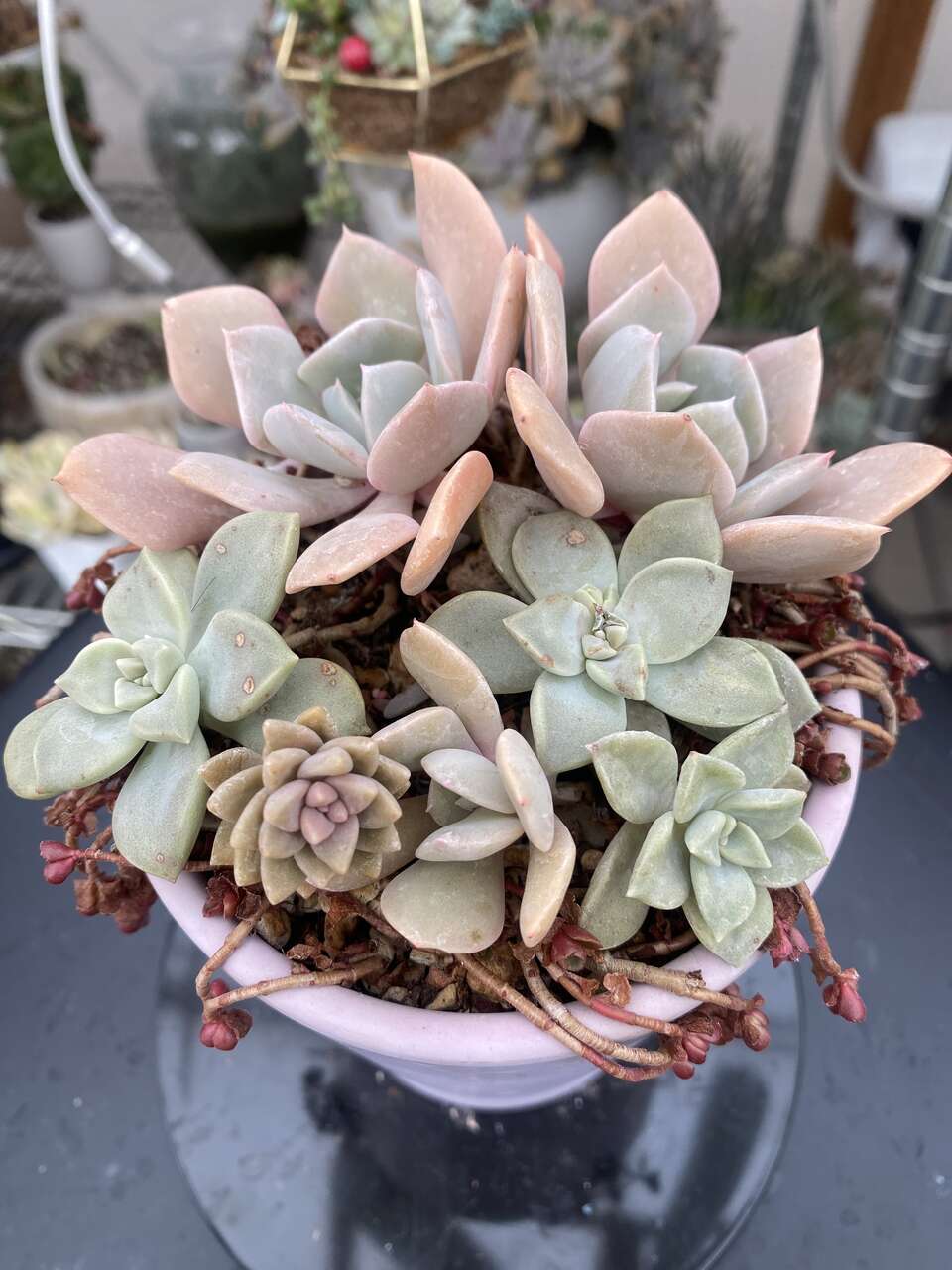 Real succulents in light purple planter
