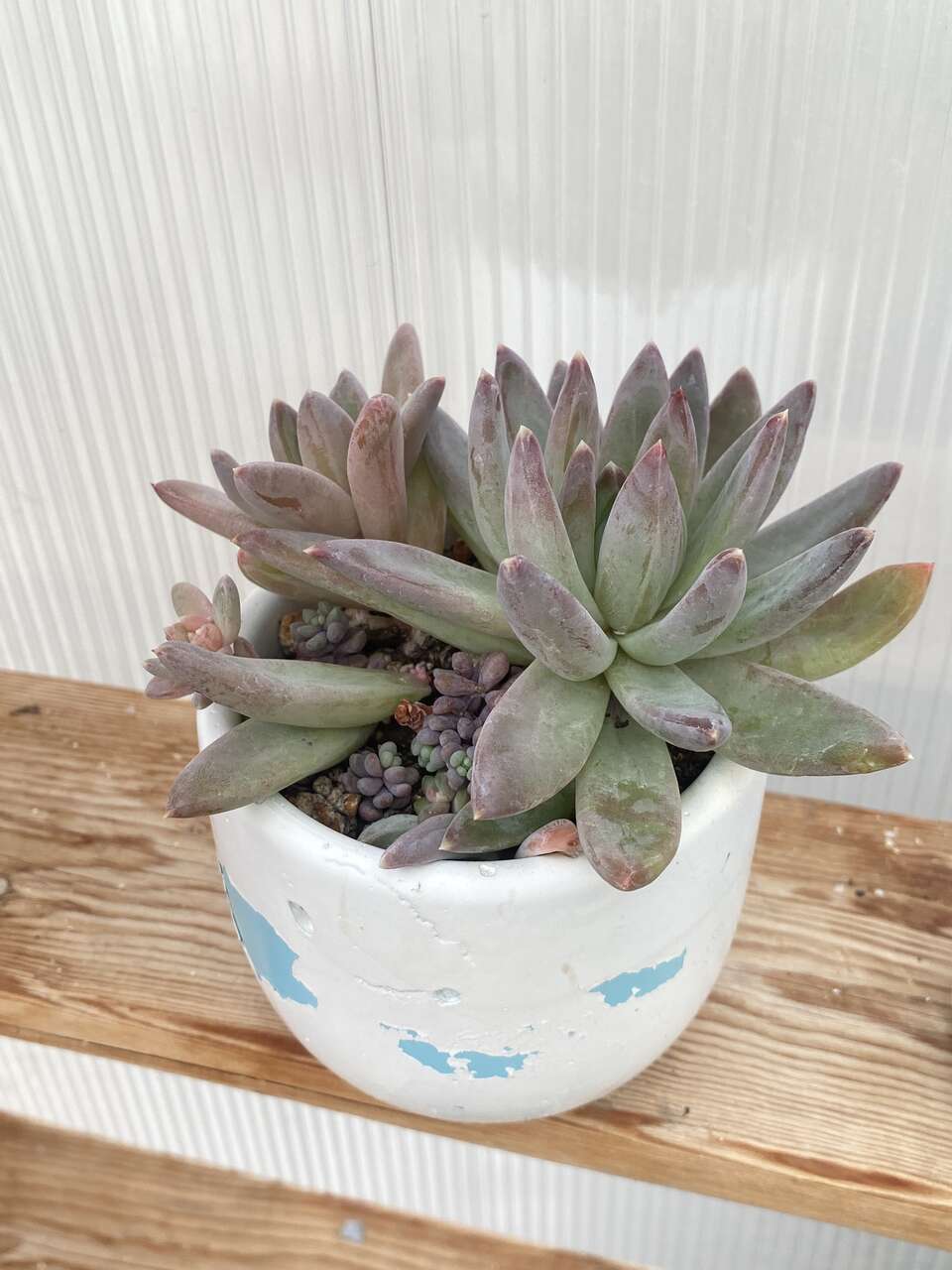 Real succulent little jewel in white concrete planter