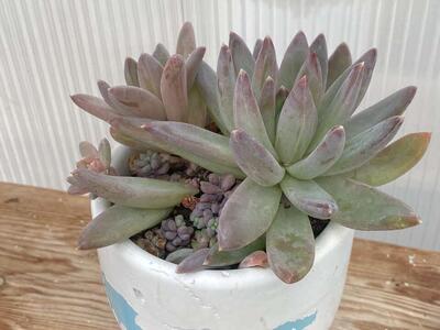 Real succulent little jewel in white concrete planter