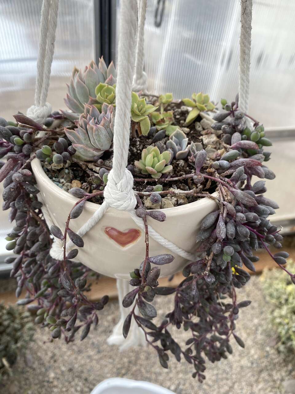 Real succulents in white planter with hanging