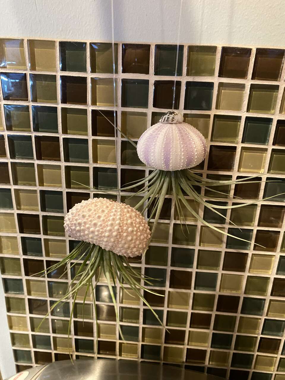 Live air plants with sea urchin hanging