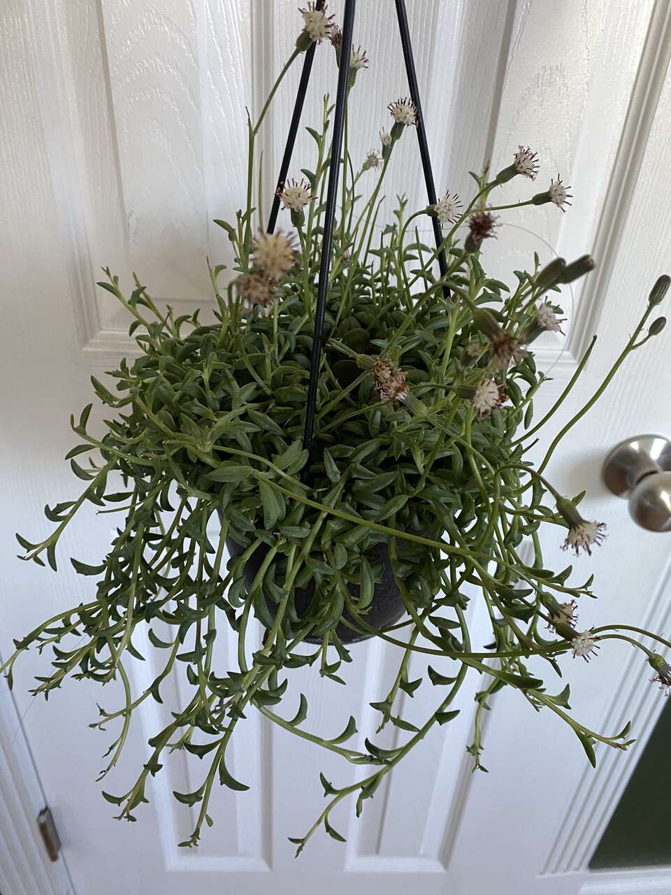 Real succulents string of dolphins in hanging