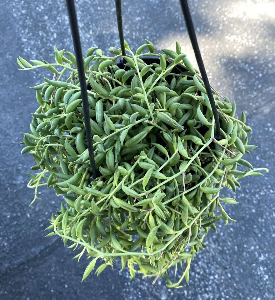 Real succulents string of banana in hanging