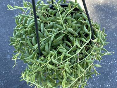Real succulents string of banana in hanging