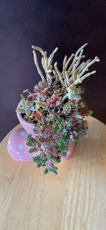 Real succulents boots