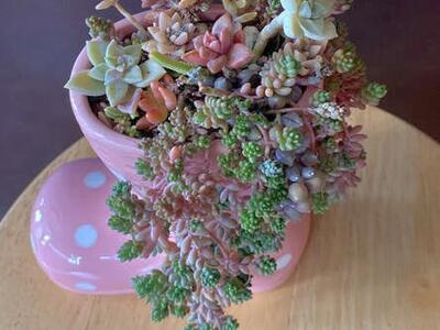 Real succulents boots
