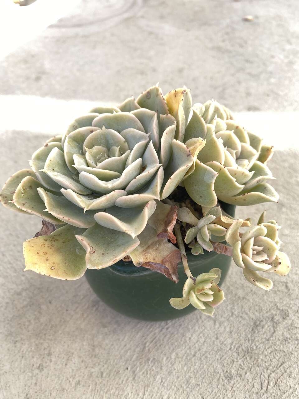 Real succulents echeveria in green planter