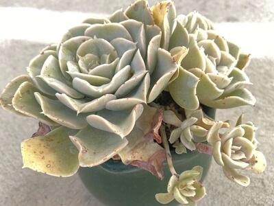 Real succulents echeveria in green planter
