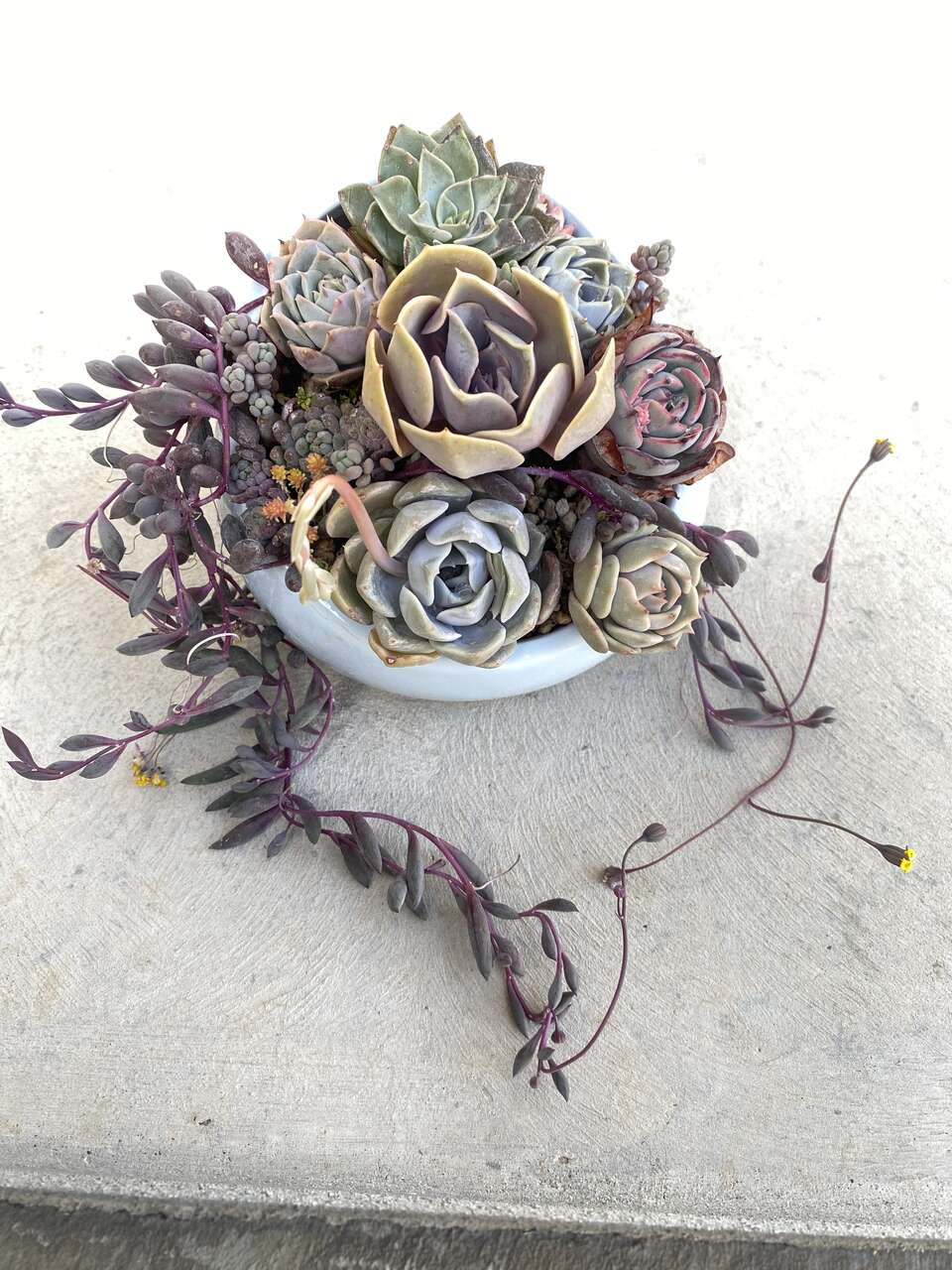 Real succulents arrangement in blue planter