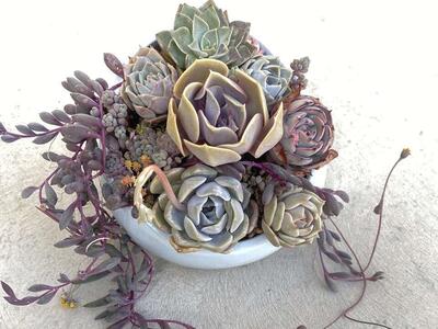 Real succulents arrangement in blue planter