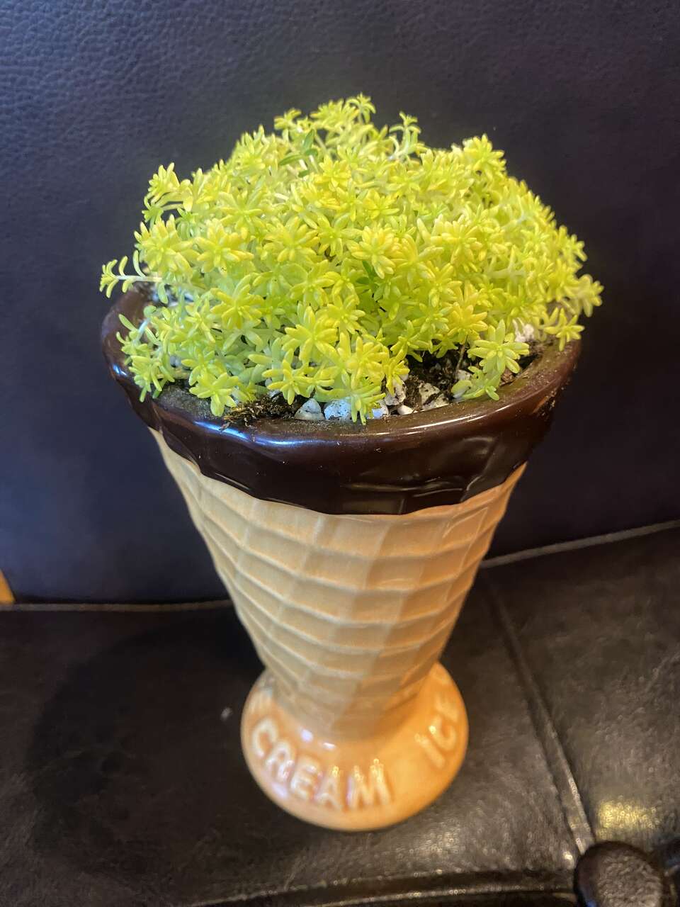 Real succulents sedum in ice cream planter