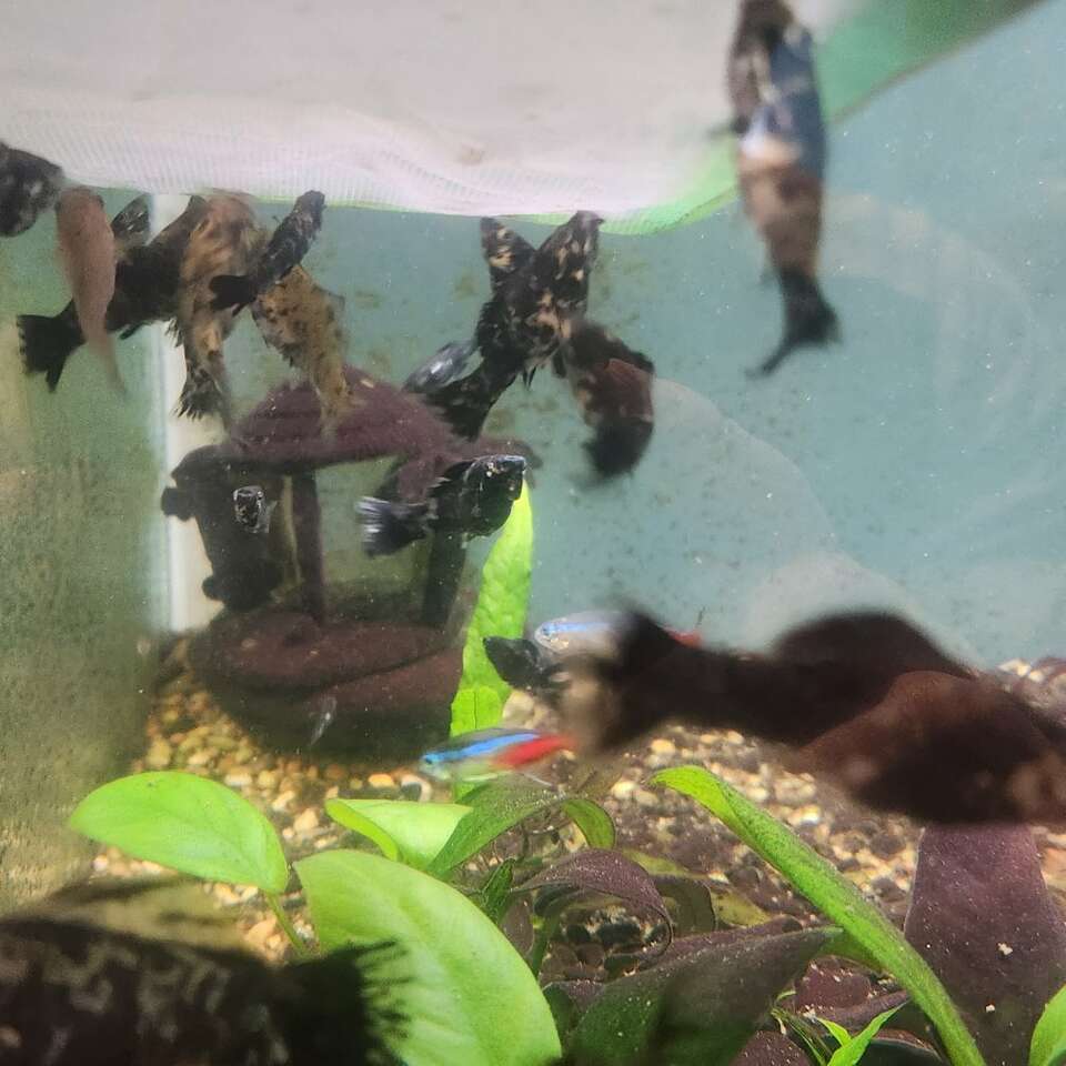 Molly Fish For Sale Pets