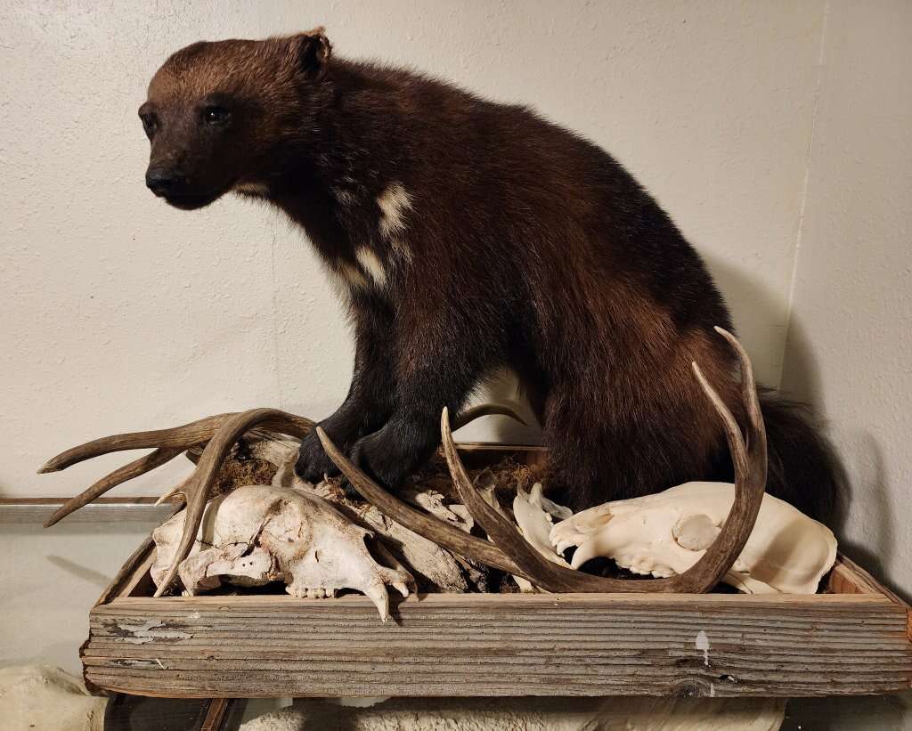 Full Body Wolverine Mount