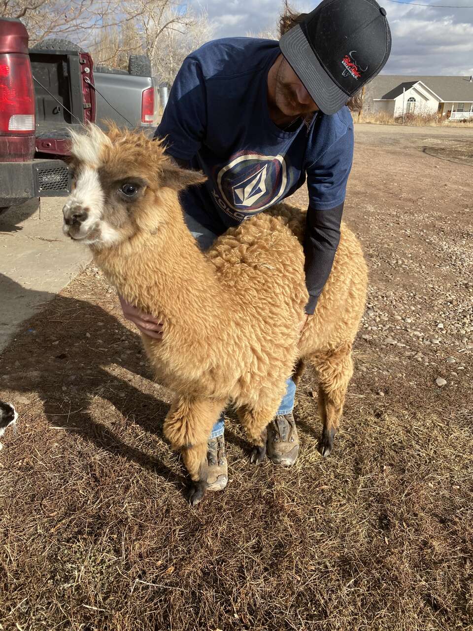 Female baby alpaca Livestock