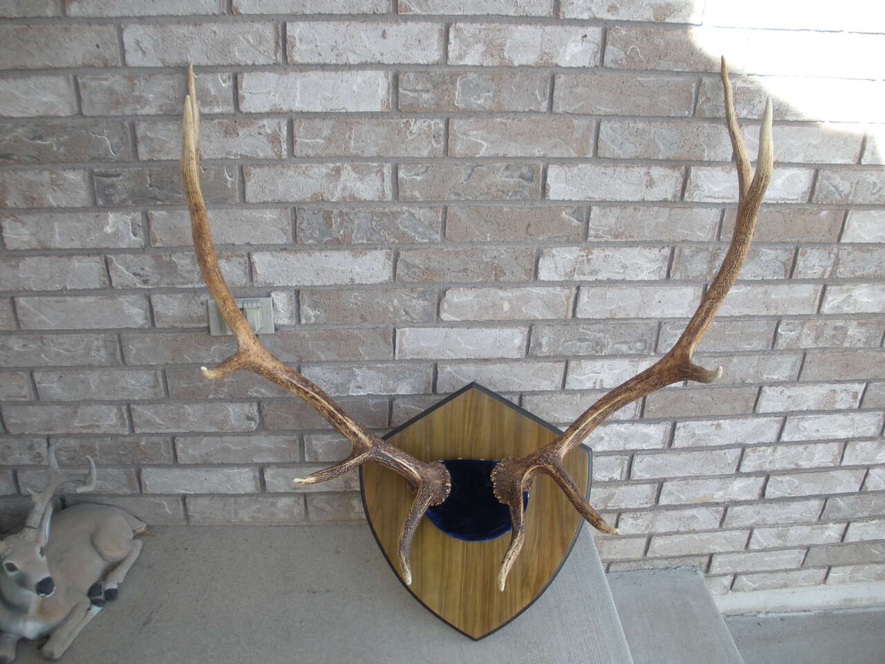 NICE 5 POINT ELK RACK
