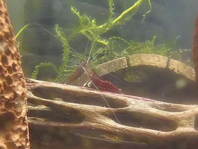 Cardinal Sulawesi Shrimp