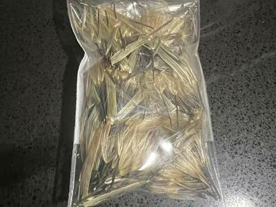 SEMILLA DE PAPALO - PAPALO SEEDS